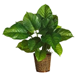 Flori, plante și copaci