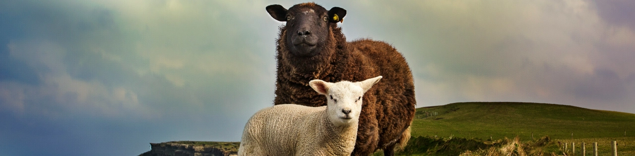 10 branduri irlandeze de îmbrăcăminte promovând moda sustenabilă